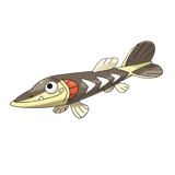 刺梭鱼